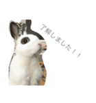 うさぎのふぇい（個別スタンプ：16）