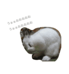 うさぎのふぇい（個別スタンプ：18）