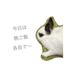 うさぎのふぇい（個別スタンプ：23）