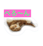 我が家の呑気猫 マイケル（個別スタンプ：1）
