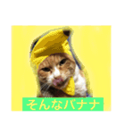 我が家の呑気猫 マイケル（個別スタンプ：2）
