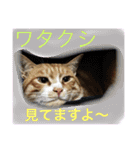 我が家の呑気猫 マイケル（個別スタンプ：5）