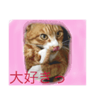 我が家の呑気猫 マイケル（個別スタンプ：6）