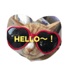 我が家の呑気猫 マイケル（個別スタンプ：9）