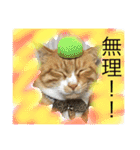 我が家の呑気猫 マイケル（個別スタンプ：10）