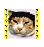 我が家の呑気猫 マイケル（個別スタンプ：11）
