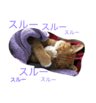 我が家の呑気猫 マイケル（個別スタンプ：13）