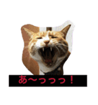 我が家の呑気猫 マイケル（個別スタンプ：14）