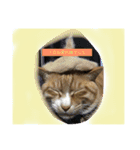 我が家の呑気猫 マイケル（個別スタンプ：15）