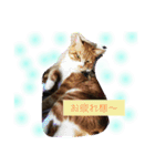 我が家の呑気猫 マイケル（個別スタンプ：16）