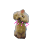 トイプーのクロムさん。（個別スタンプ：1）