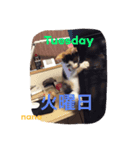 三毛猫nana03 1週間（個別スタンプ：2）