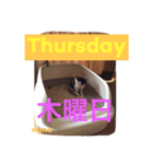 三毛猫nana03 1週間（個別スタンプ：4）