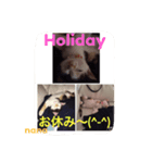 三毛猫nana03 1週間（個別スタンプ：8）