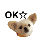ペキチワおでん（個別スタンプ：5）