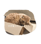 Uchi no stamp（個別スタンプ：14）