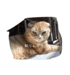 Uchi no stamp（個別スタンプ：15）