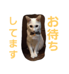 白黒CATSスタンプ（個別スタンプ：10）