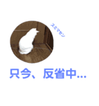 白黒CATSスタンプ（個別スタンプ：12）