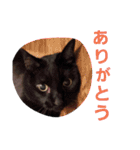 白黒CATSスタンプ（個別スタンプ：14）