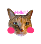 ちーとら。（個別スタンプ：1）