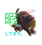 ちーとら。（個別スタンプ：4）
