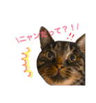 ちーとら。（個別スタンプ：5）