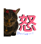 ちーとら。（個別スタンプ：6）