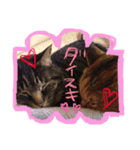 ちーとら。（個別スタンプ：8）