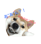 柴犬そらくん★（個別スタンプ：1）
