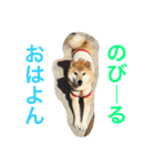 柴犬そらくん★（個別スタンプ：2）