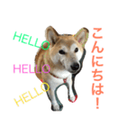 柴犬そらくん★（個別スタンプ：3）