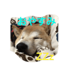 柴犬そらくん★（個別スタンプ：4）