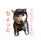 柴犬そらくん★（個別スタンプ：5）