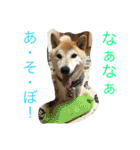 柴犬そらくん★（個別スタンプ：6）