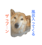 柴犬そらくん★（個別スタンプ：7）