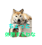 柴犬そらくん★（個別スタンプ：9）