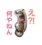 柴犬そらくん★（個別スタンプ：10）