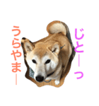 柴犬そらくん★（個別スタンプ：11）