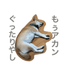柴犬そらくん★（個別スタンプ：12）