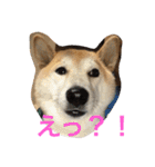 柴犬そらくん★（個別スタンプ：13）