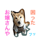 柴犬そらくん★（個別スタンプ：14）