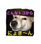 柴犬そらくん★（個別スタンプ：15）