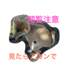 柴犬そらくん★（個別スタンプ：16）