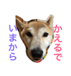 柴犬そらくん★（個別スタンプ：18）