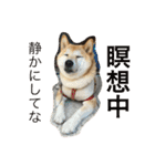 柴犬そらくん★（個別スタンプ：19）