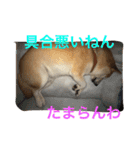 柴犬そらくん★（個別スタンプ：20）