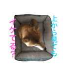 柴犬そらくん★（個別スタンプ：21）