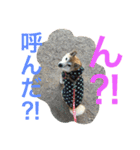 柴犬そらくん★（個別スタンプ：23）