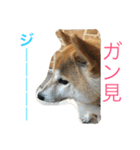 柴犬そらくん★（個別スタンプ：24）